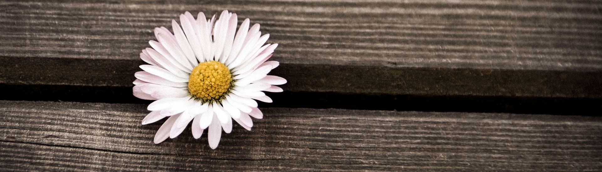 Cooperativa Valmarecchia Costruttori